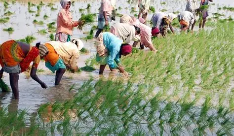 Sustainable farming in India